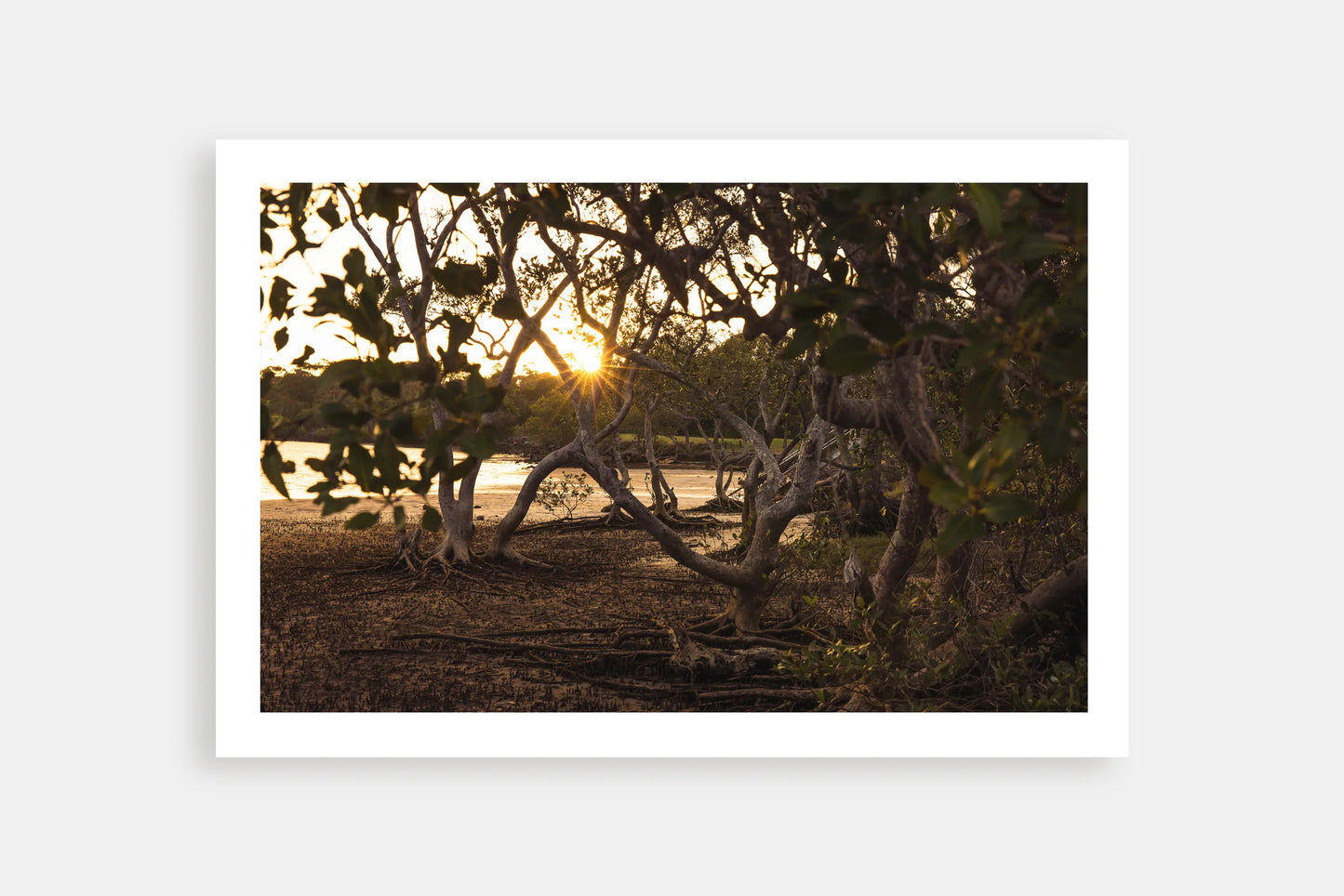 SUNSET MANGROVES